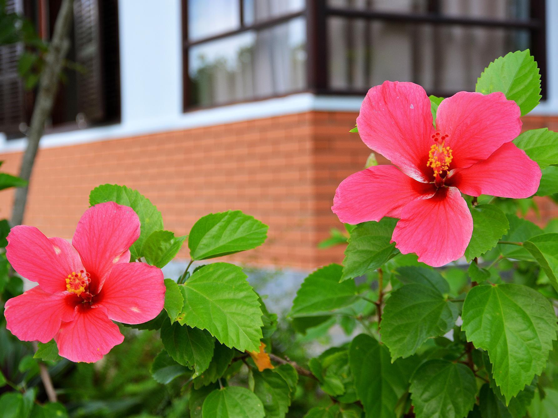 Garden Aroma Homestay Hoi An Exterior photo