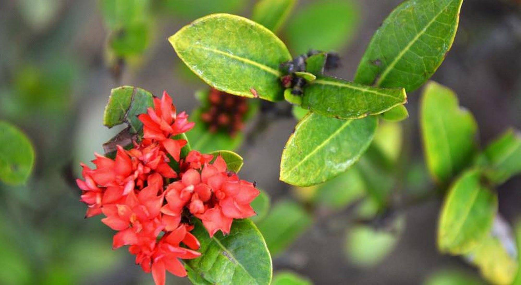 Garden Aroma Homestay Hoi An Exterior photo