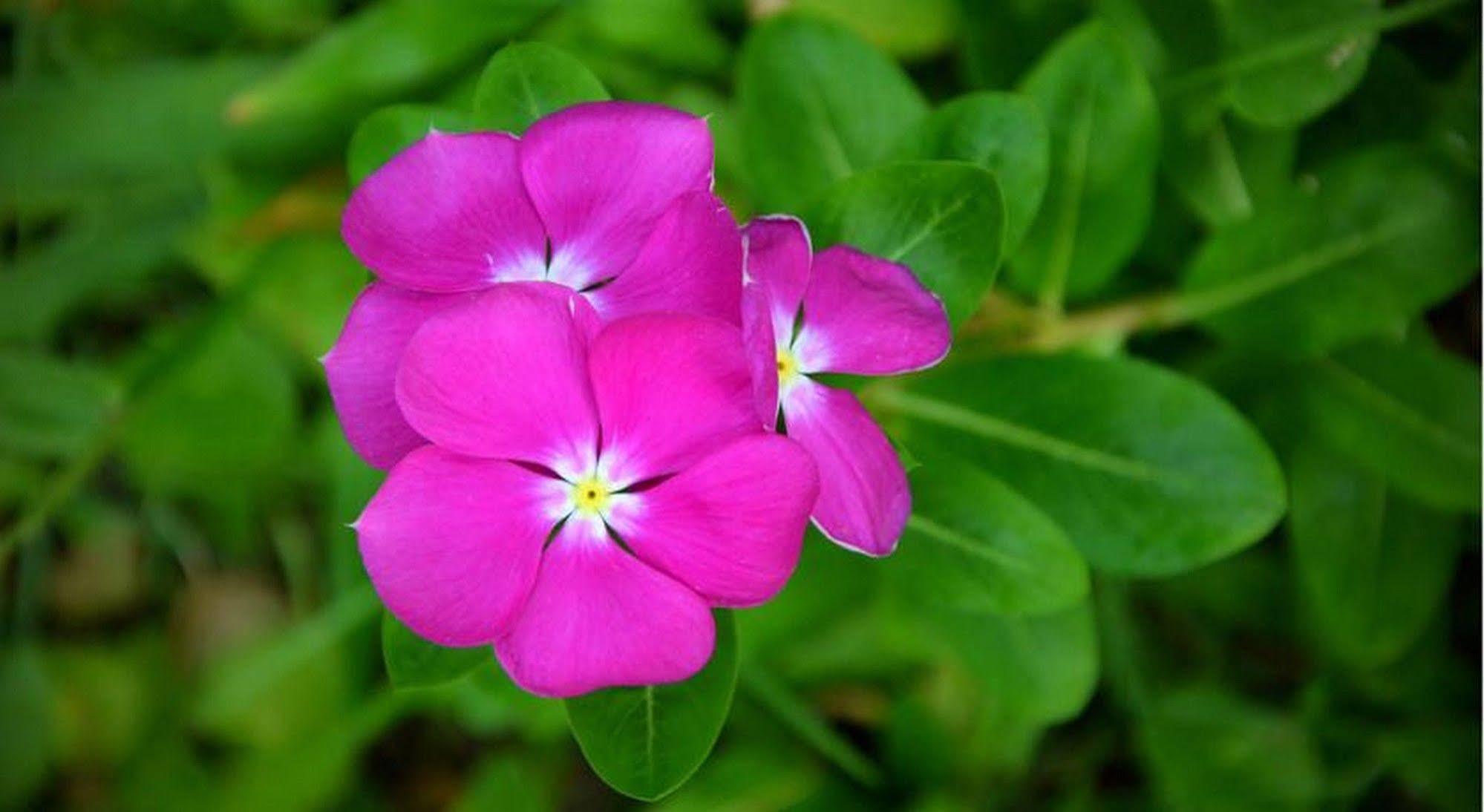 Garden Aroma Homestay Hoi An Exterior photo